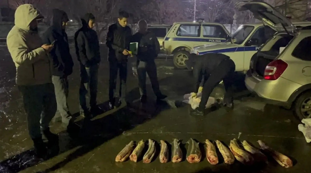 Атырау облысында жүргізушінің көлігінен 56 келі бекіре тәркіленді