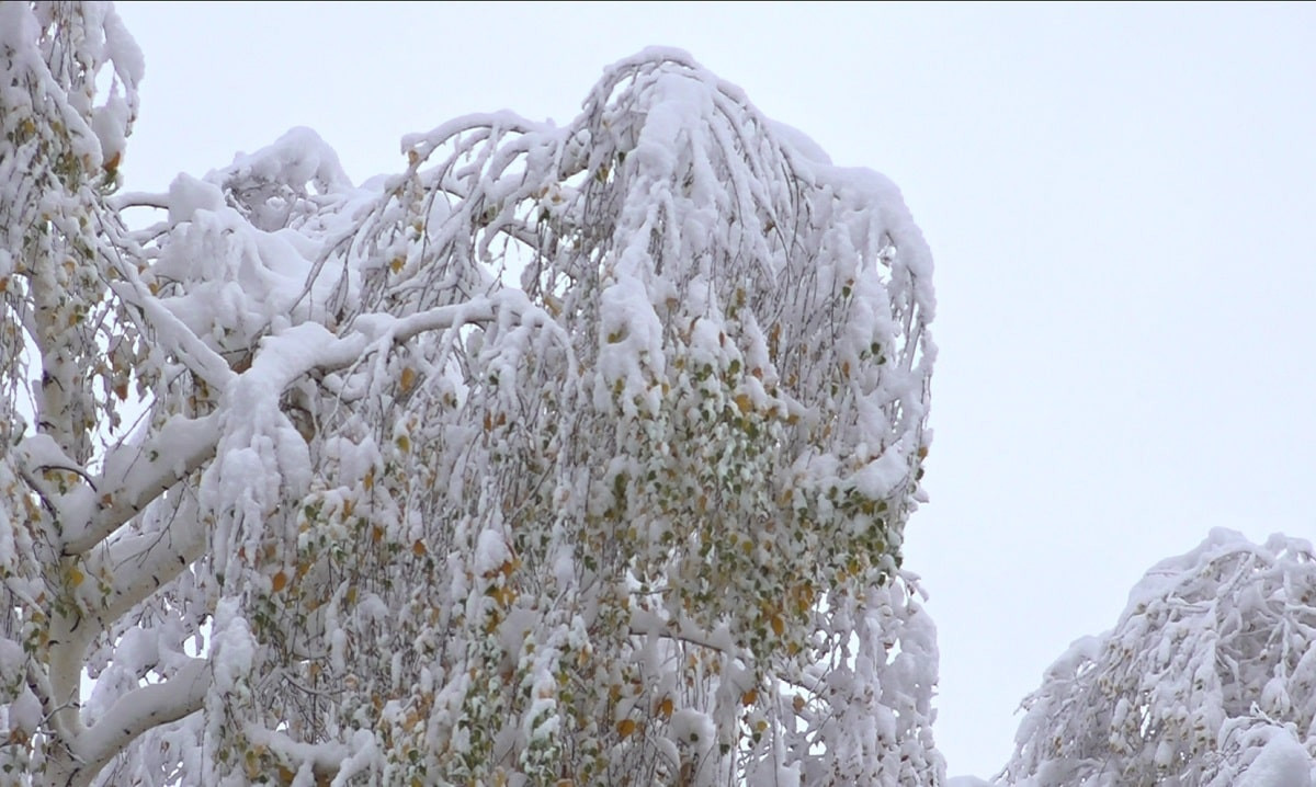 Снег, туман и гололед: какая погода ожидает алматинцев в декабре