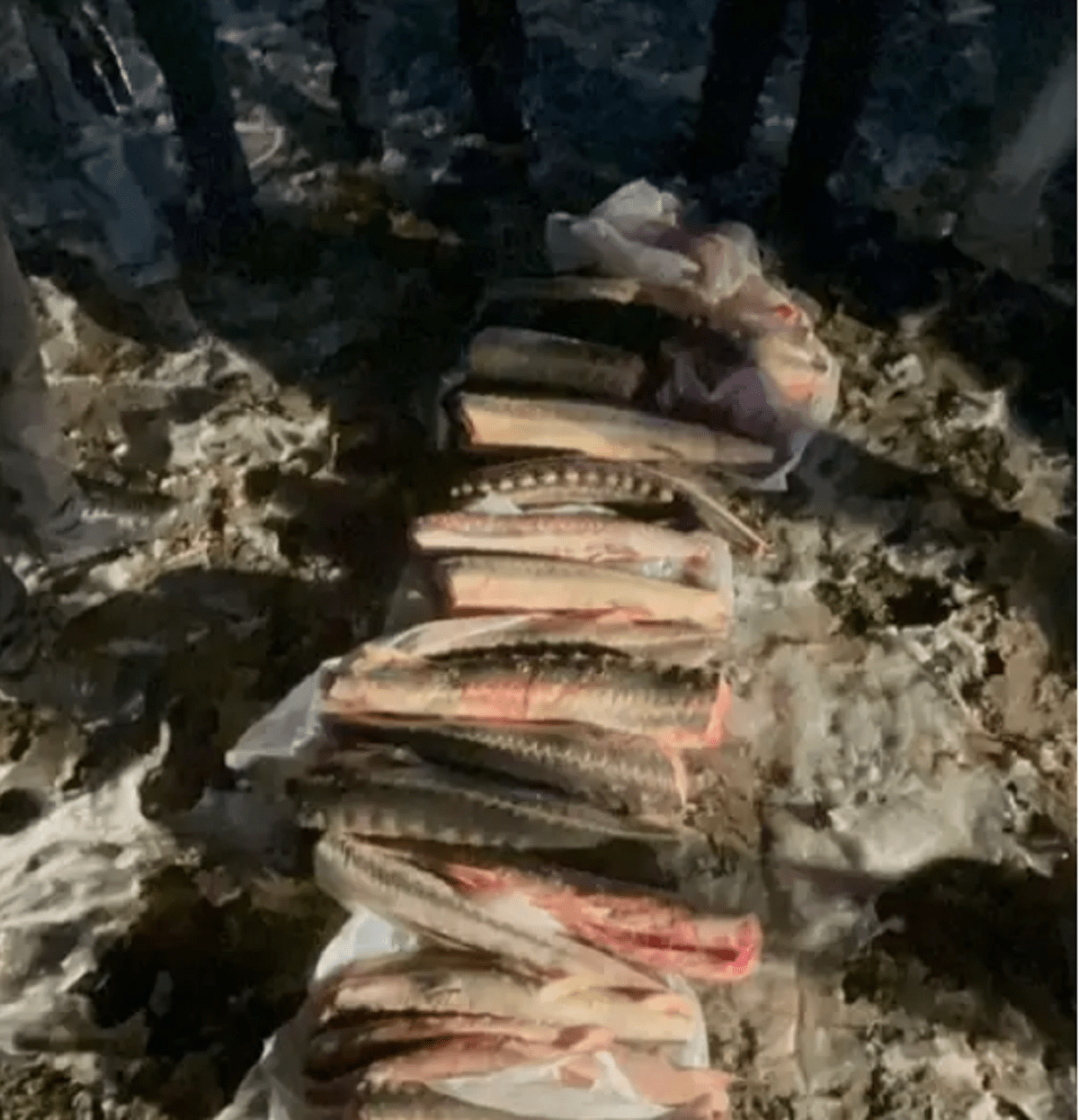 Атырау облысында жүргізушіден 84 келі бекіре балығы тәркіленді