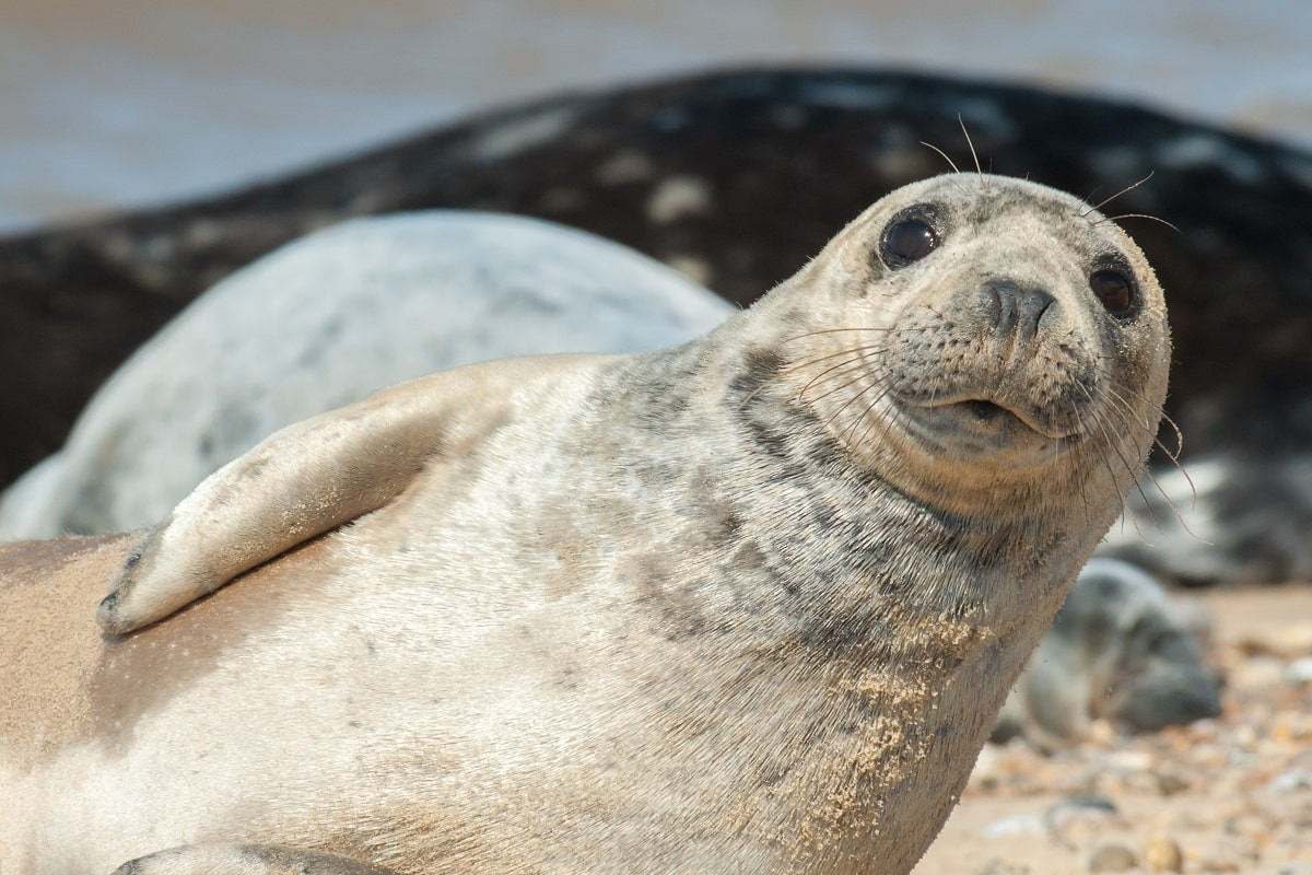 Прошла ту красную линию: популяция каспийского тюленя в критическом состоянии