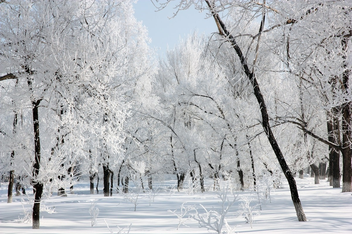 Снег, ветер и гололед: прогноз погоды на 24 января