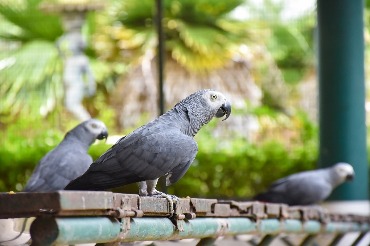 В британском зоопарке африканских попугаев решили отучить ругаться матом