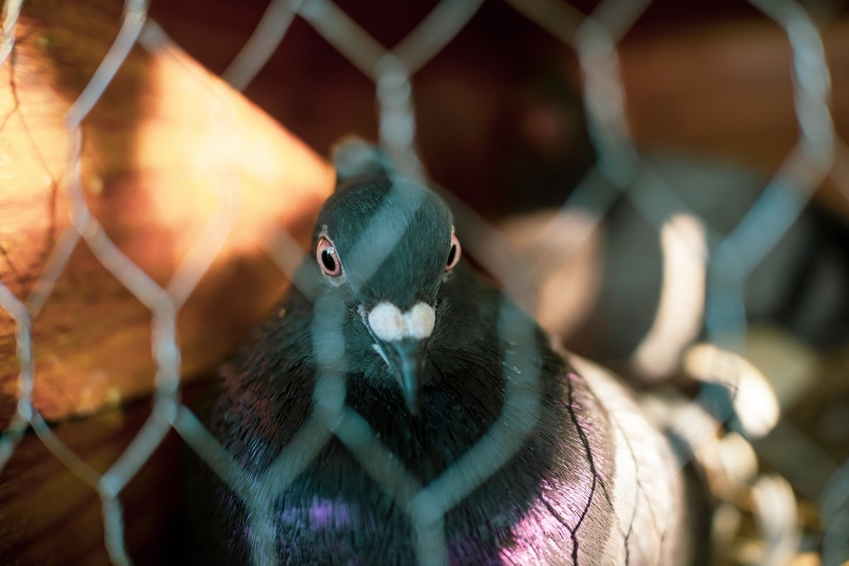В Индии освободили подозреваемого в шпионаже голубя
