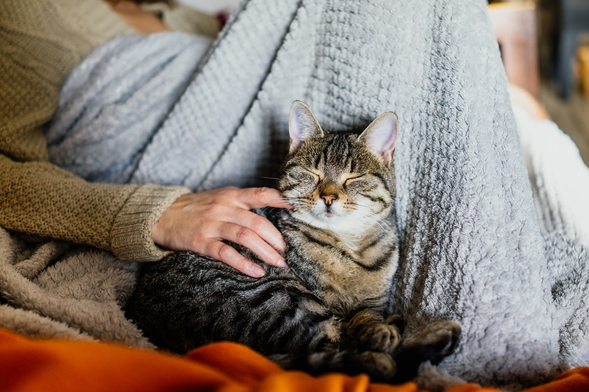 Дружелюбные и общительные: какие кошки самые ласковые
