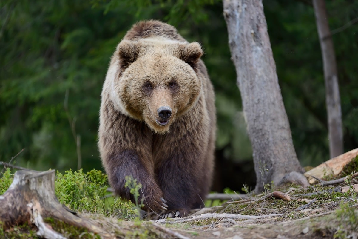 Зуб за зуб: житель Швеции съел напавшего на него медведя
