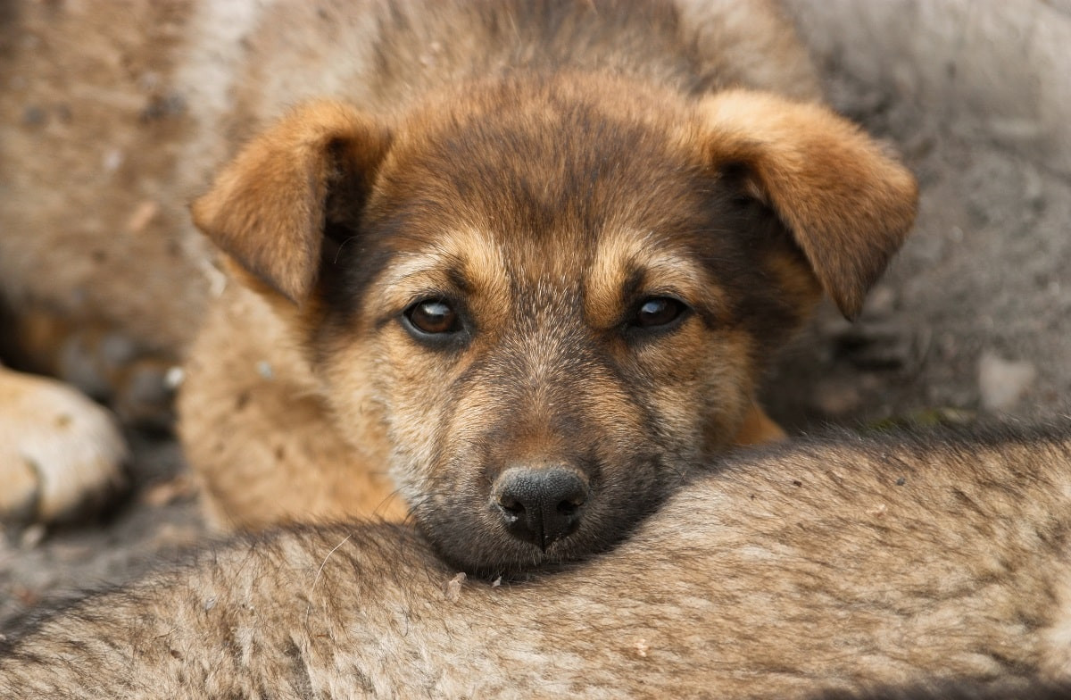 Крайние меры: эвтаназию для бездомных животных могут ввести в Казахстане