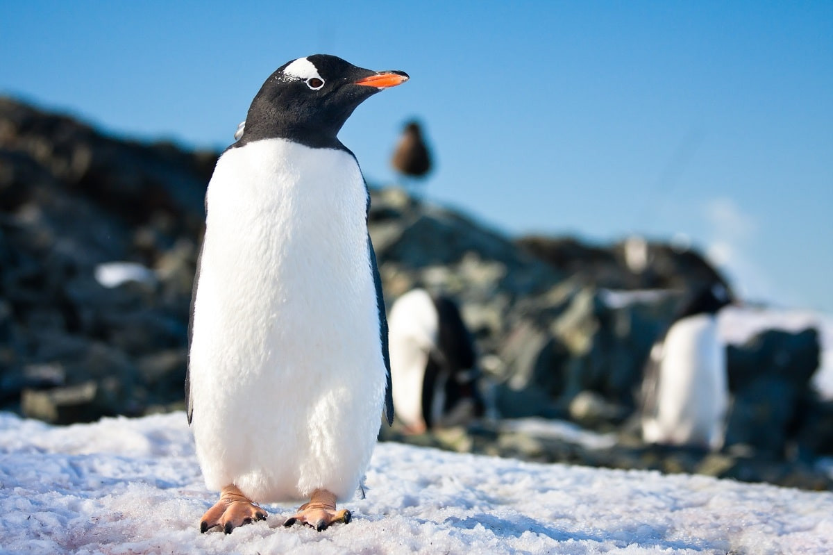 Расстояния - не помеха: птичий грипп добрался до Антарктиды