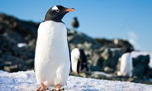 Расстояния - не помеха: птичий грипп добрался до Антарктиды