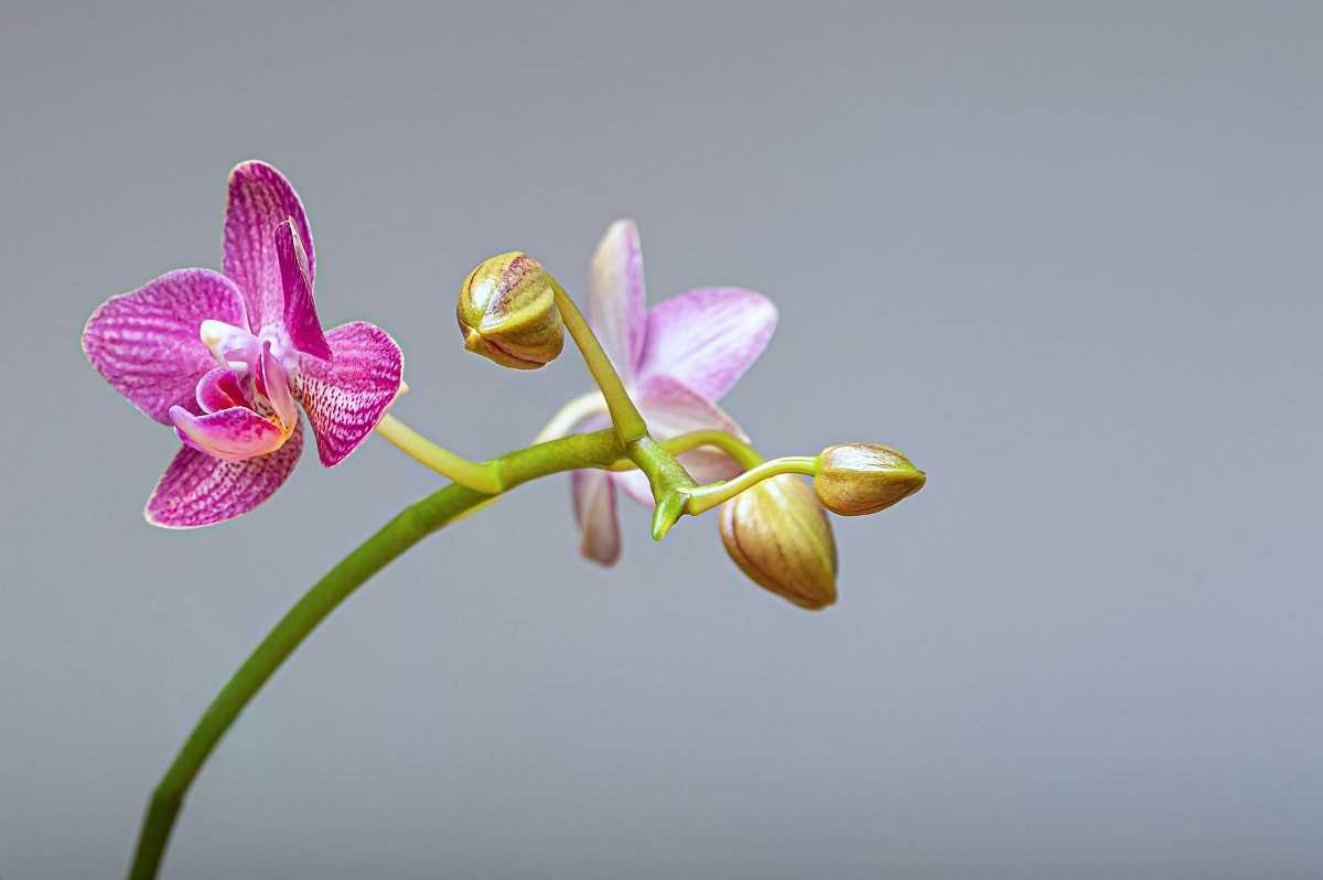 Хитрый трюк: благодаря которому орхидея будет цвести каждый год