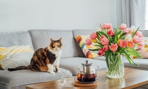 Как отучить кота лазить по столу: простой и эффективный способ