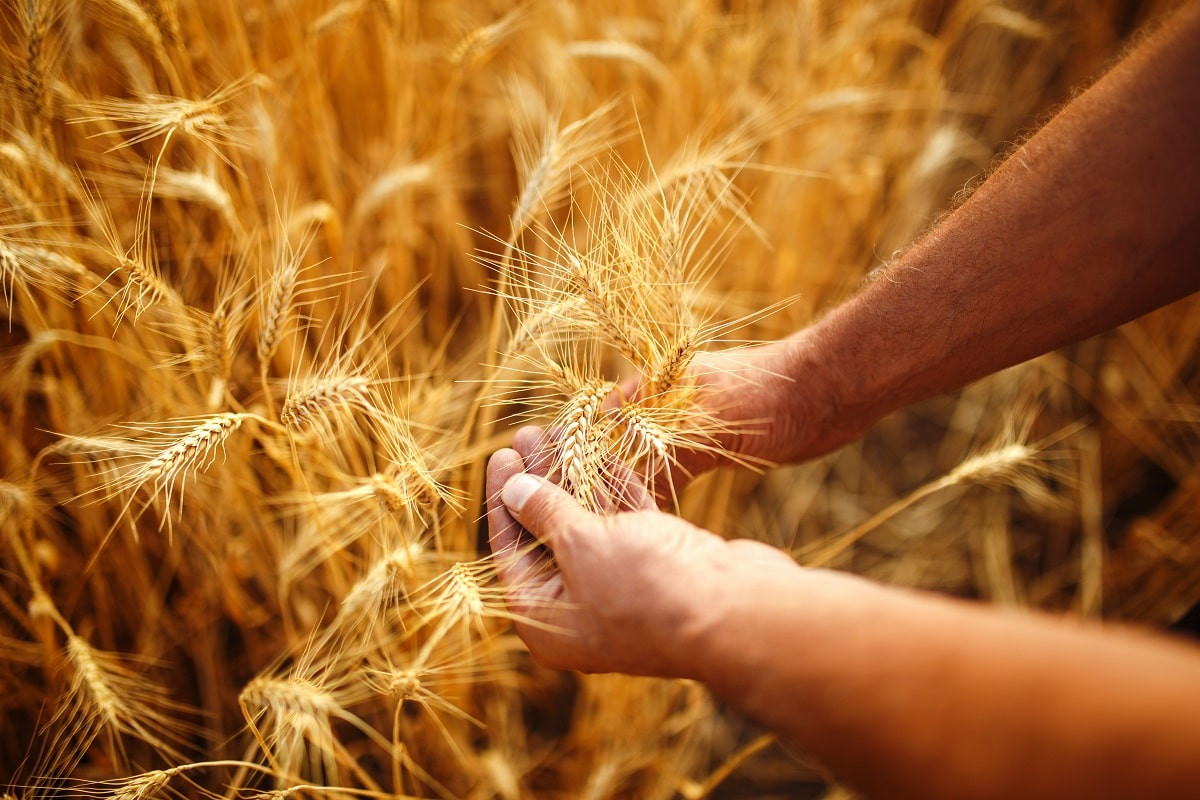 Казахстан сокращает посевы пшеницы, хлопка и риса в пользу масличных культур