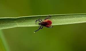 Весна, клещи: как уберечься от укуса насекомых