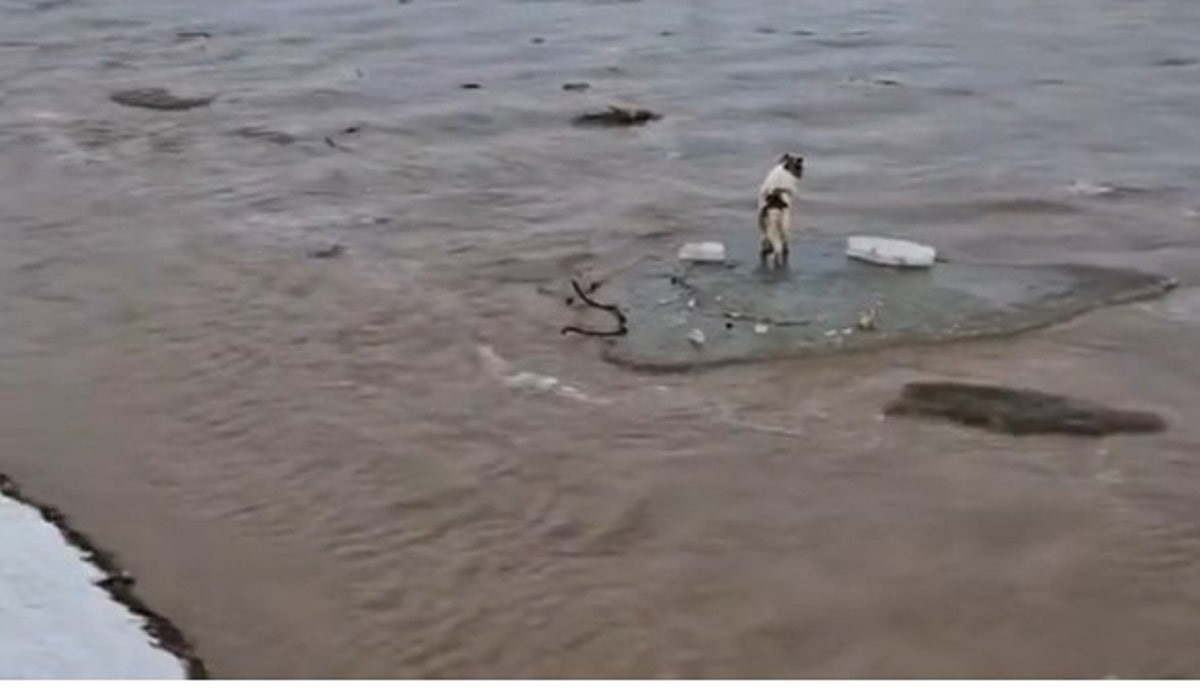 Погибла на цепи: видео с собакой посреди потопа разлетелось в сети
