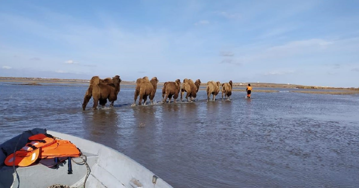 Паводки - 2024: в Акмолинской области спасли из водного плена верблюдов (видео)