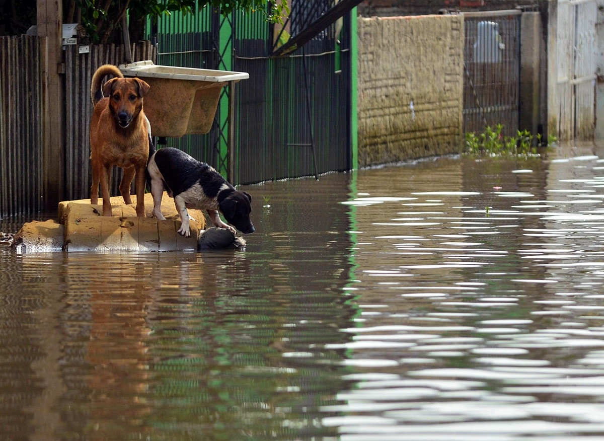 Паводки - 2024: десятки тысяч животных эвакуировали в безопасные места