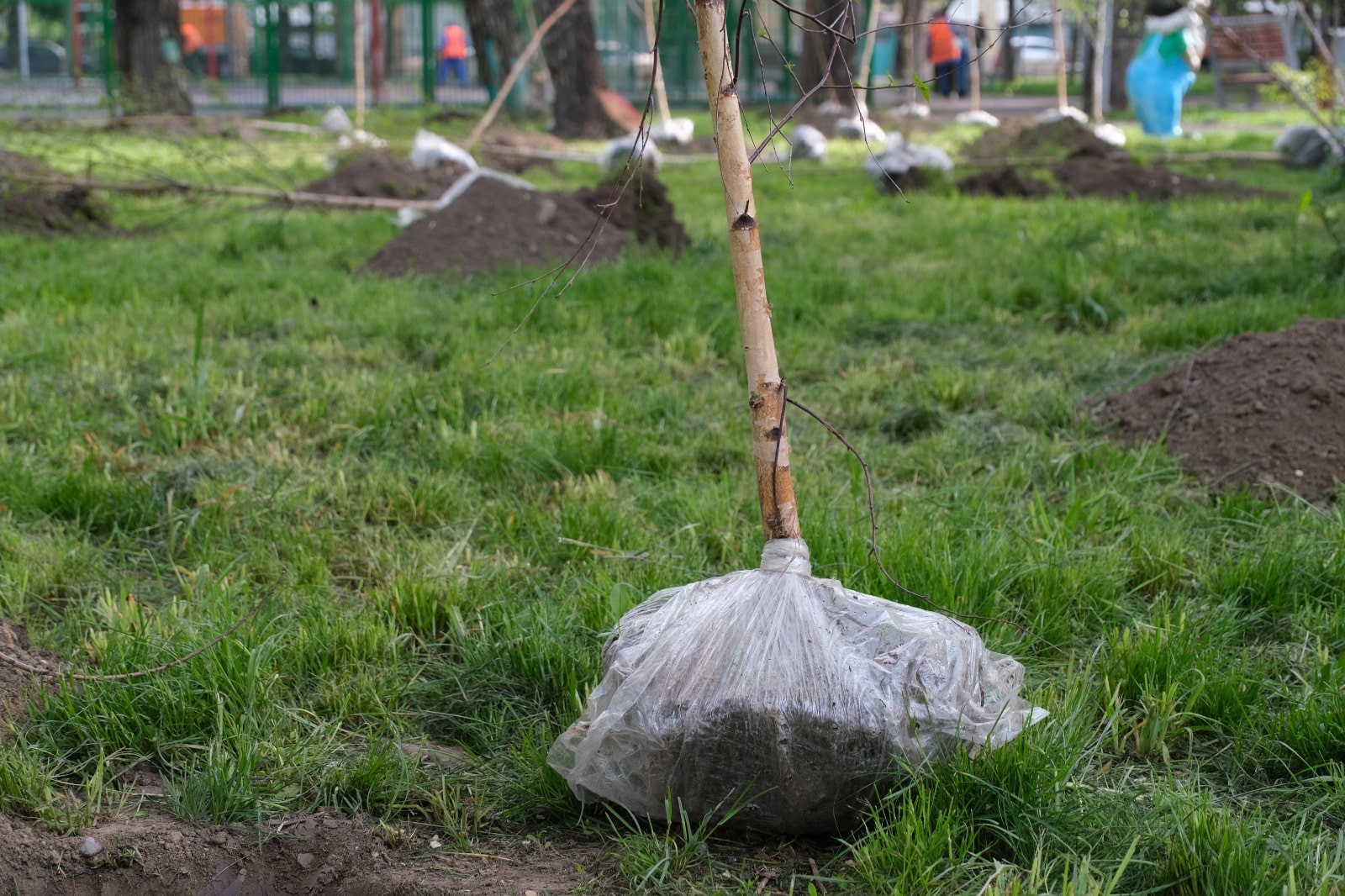 Алматы – наш общий дом: в мегаполисе продлевается акция «Зеленый двор»