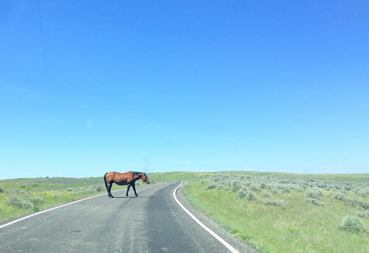 Лошади погибли, Lexus - в ремонт: в Акмолинской области произошло ДТП