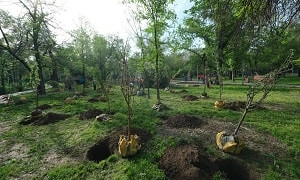  В Алматы появятся новые яблоневые сады