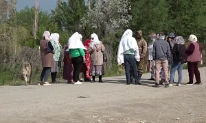 Шіркейлерге қарсы күрес: Түркістан облысының бір ауылы зиянкестен зардап шегуде
