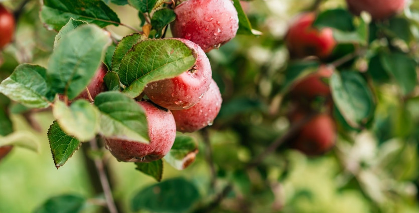 В Алматы посадка яблоневых садов будет транслироваться в online-режиме