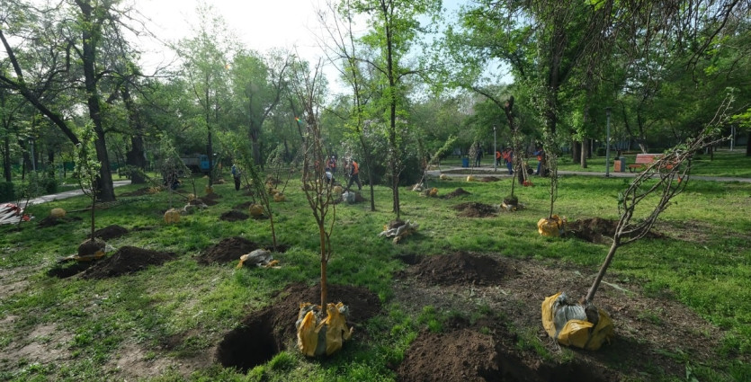 LIVE: В Алматы массово высаживают яблони и лиственные деревья 