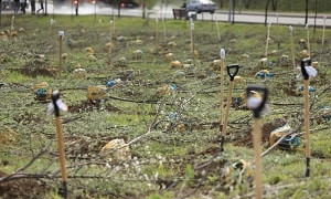 В Бостандыкском районе жители и гости города посадили 125 яблонь