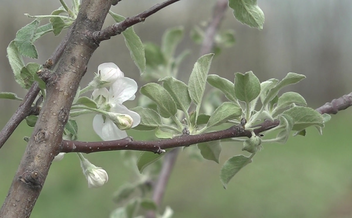 Город яблок: в Алатауском районе Алматы высадили тысячи плодовых деревьев