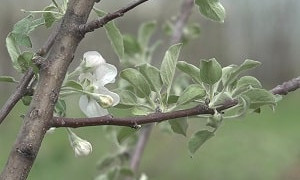 Город яблок: в Алатауском районе Алматы высадили тысячи плодовых деревьев