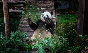 В китайском зоопарке покрасили щенков под панд