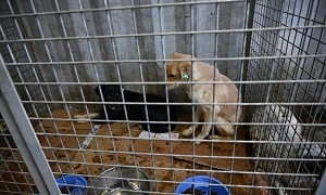 В Алматы стартует программа по бесплатной стерилизации и кастрации домашних животных
