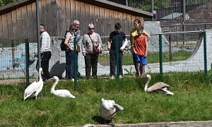 В Алматинском зоопарке начался прием заявок в летнюю Зоошколу