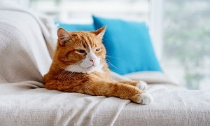 Запрет снят: жителям многоквартирных домов разрешили держать кошек
