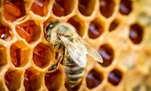 Уникальные способности пчел: обнаружение рака легких на ранней стадии