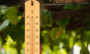 Глобальное потепление: 2024 год может стать самым жарким в истории