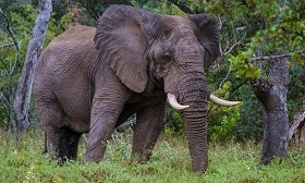 Смертельное сафари: слон затоптал туристку в Африке