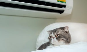 Как охладить комнату в жару без кондиционера: полезные советы