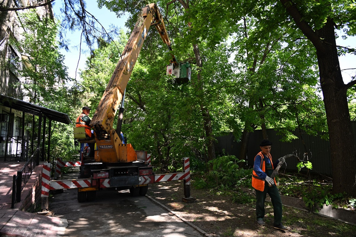 В мегаполисе проведут санобрезку 6 тысяч деревьев в рамках акции «Алматы Жазы»