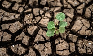 Засуха в июле 2024: какие регионы Казахстана от нее могут пострадать