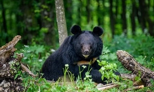 Голод - не тетка: медведь украл из автомобиля холодильник и съел всю еду