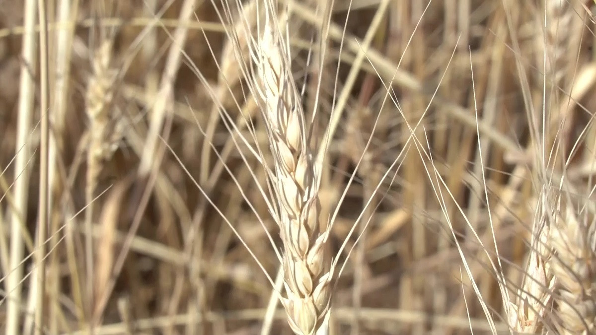 В Туркестанской области снижается посев элитных сортов пшеницы