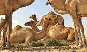 Массовая гибель верблюдов произошла в Атырауской области
