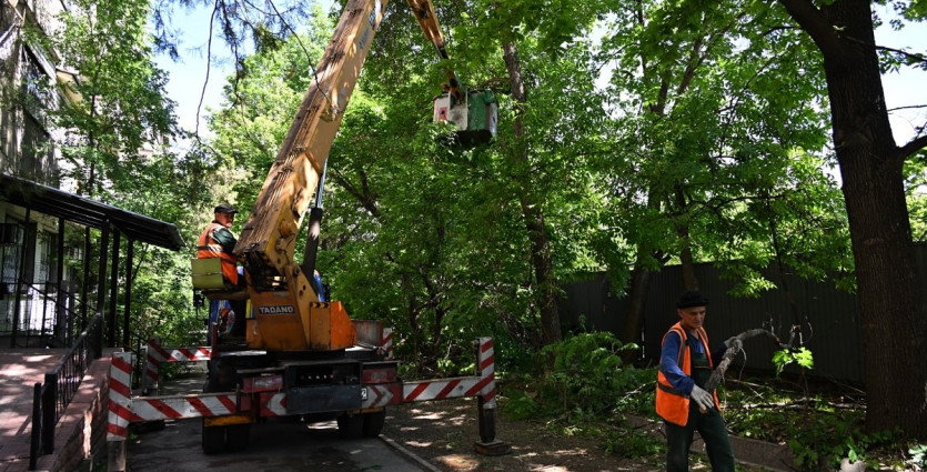В Алматы активно ведутся работы по санитарной обрезке 6 тыс. деревьев