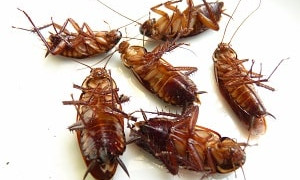 Тараканы в наггетсах: магазин оштрафуют на 6 миллионов тенге в Актау