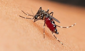 Как избавиться от комаров: найдены 10 эффективных средств против насекомых для дома и участка 