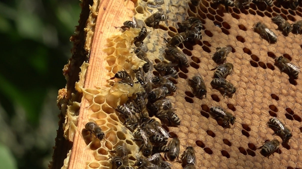 Алматинские ученые разработали уникальный проект для пчеловодов