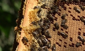 Алматинские ученые разработали уникальный проект для пчеловодов