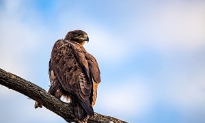 Пытался продать: краснокнижного степного орла нашли на сайте объявлений
