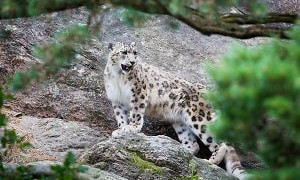 Попался на камеру: в ВКО фотоловушка засняла снежного барса