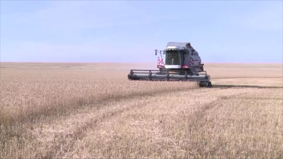 Полный запрет на импорт пшеницы действует в Казахстане с 1 августа