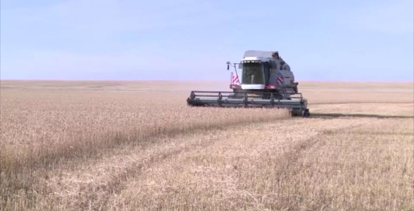 Полный запрет на импорт пшеницы действует в Казахстане с 1 августа